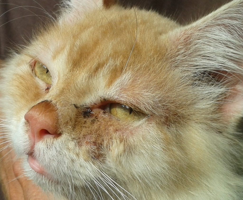 Katze Allergie Futter Symptome